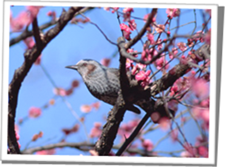 匠の「技」｜鳥の工房つばさ｜世田谷と伊豆高原のバードカービング