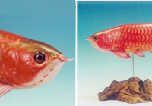 アジアアロワナ(スーパーレッド)