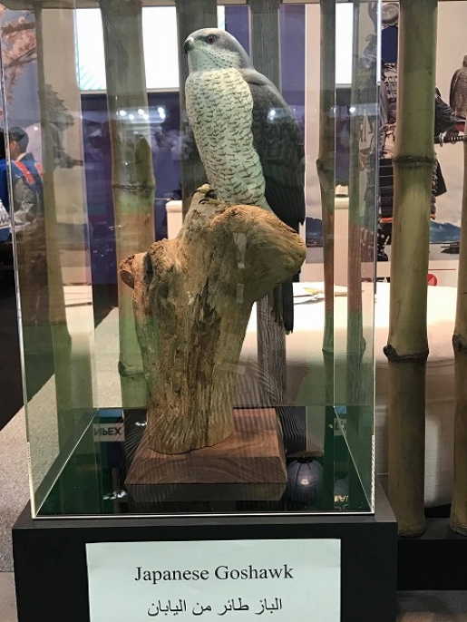 Northern Goshawk (オオタカ）